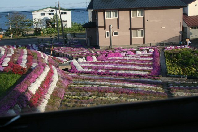 20160528_726_札刈駅近くの芝桜.jpg