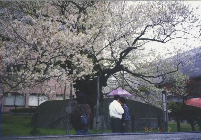 19930502_210_盛岡・石割桜.jpg